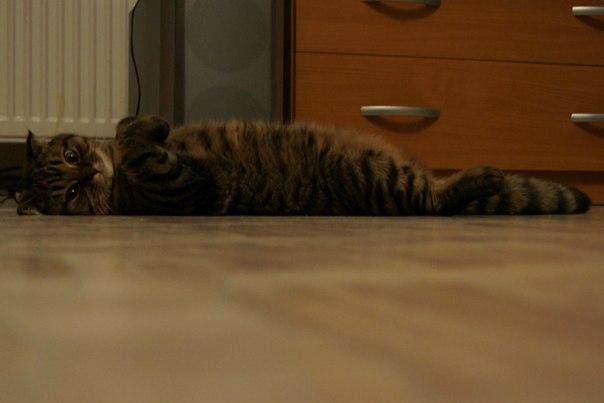 ну и я своих покажу)