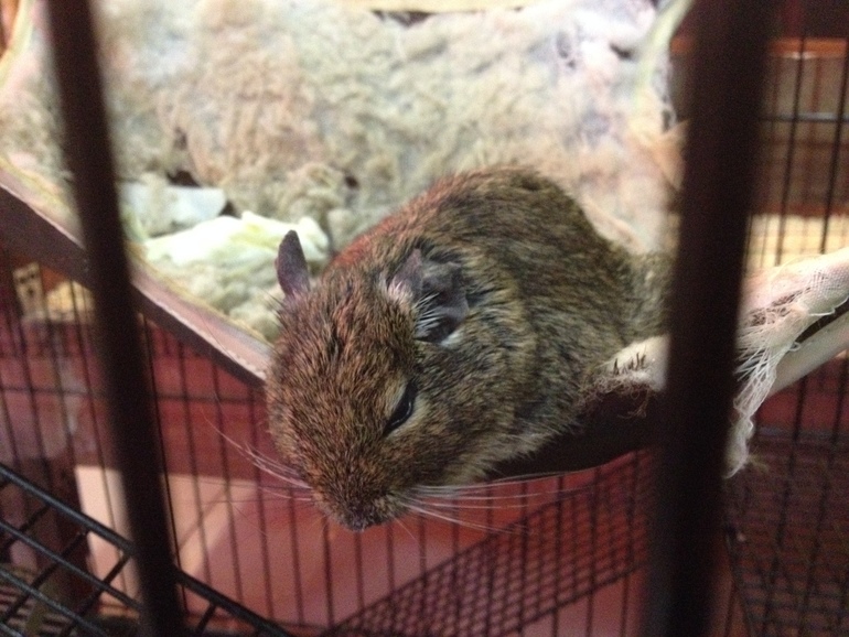 Поездка в контактный зоопарк