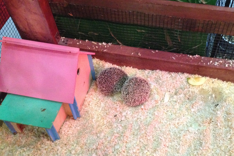 Поездка в контактный зоопарк