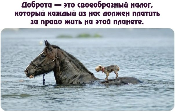 Много, много, много фото-приколов