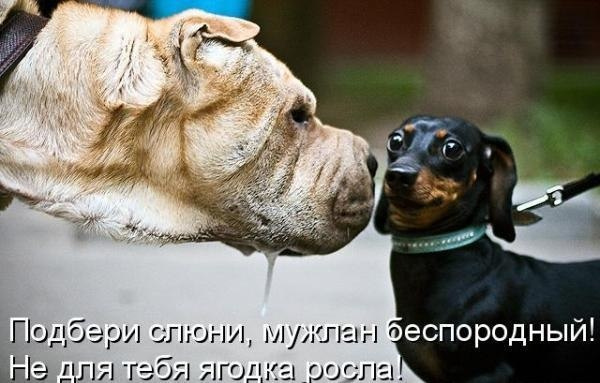 Много, много, много фото-приколов