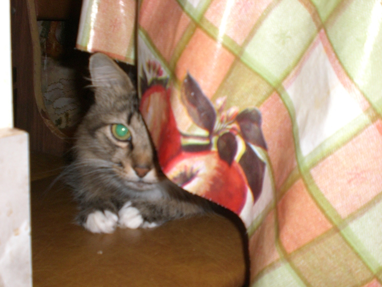 Котя наказан