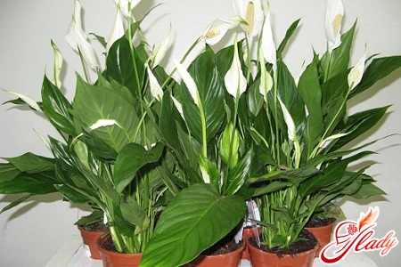 Всем привет))