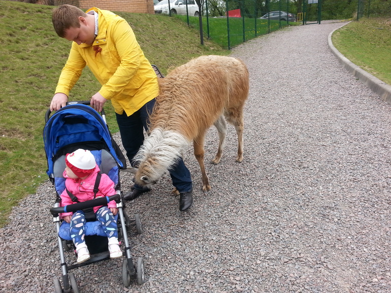 Контактный зоопарк ЖК Золотые ключи 2