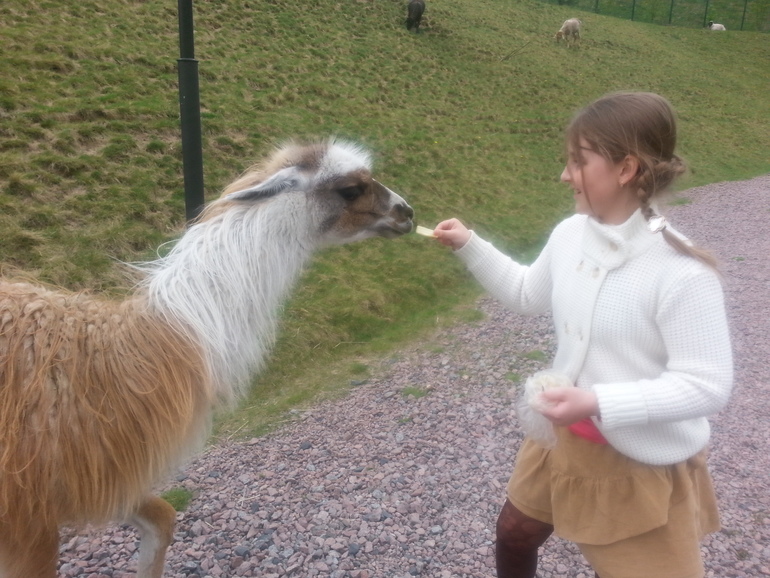 Контактный зоопарк ЖК Золотые ключи 2