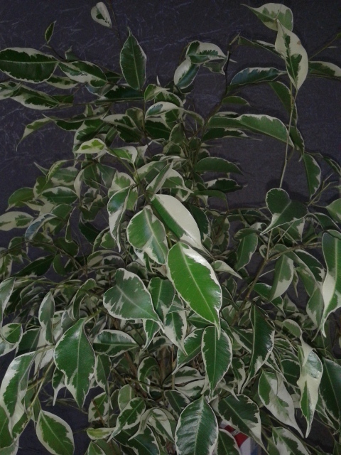 Подскажике, какой это фикус)))