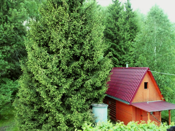 Сдается дача