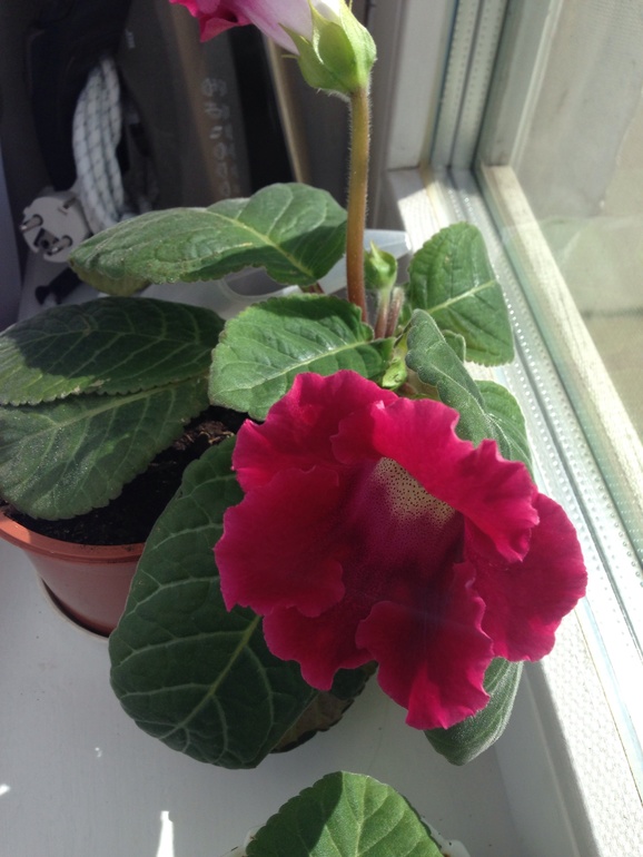 Мой глоксинии встречают весну :)