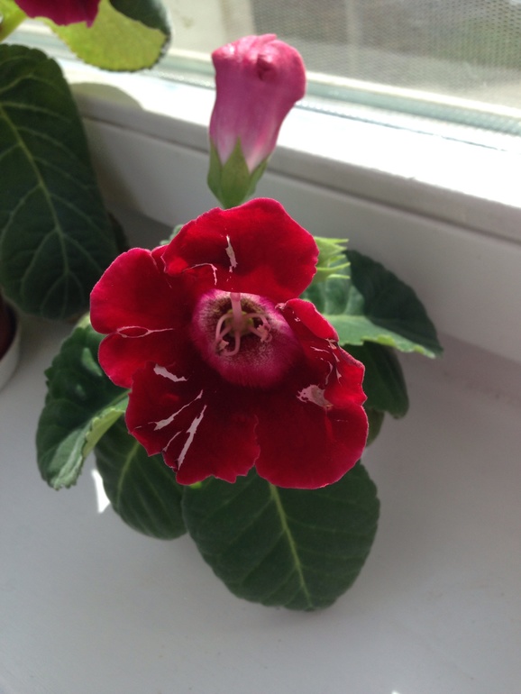 Мой глоксинии встречают весну :)