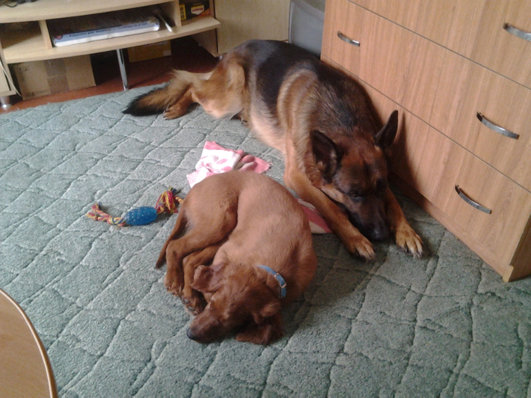 мой имбирный пряничек Милан и Цезарь