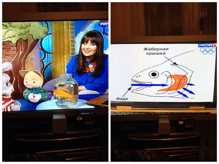 ТН неделя - домашние животные. День 4 - рыбки