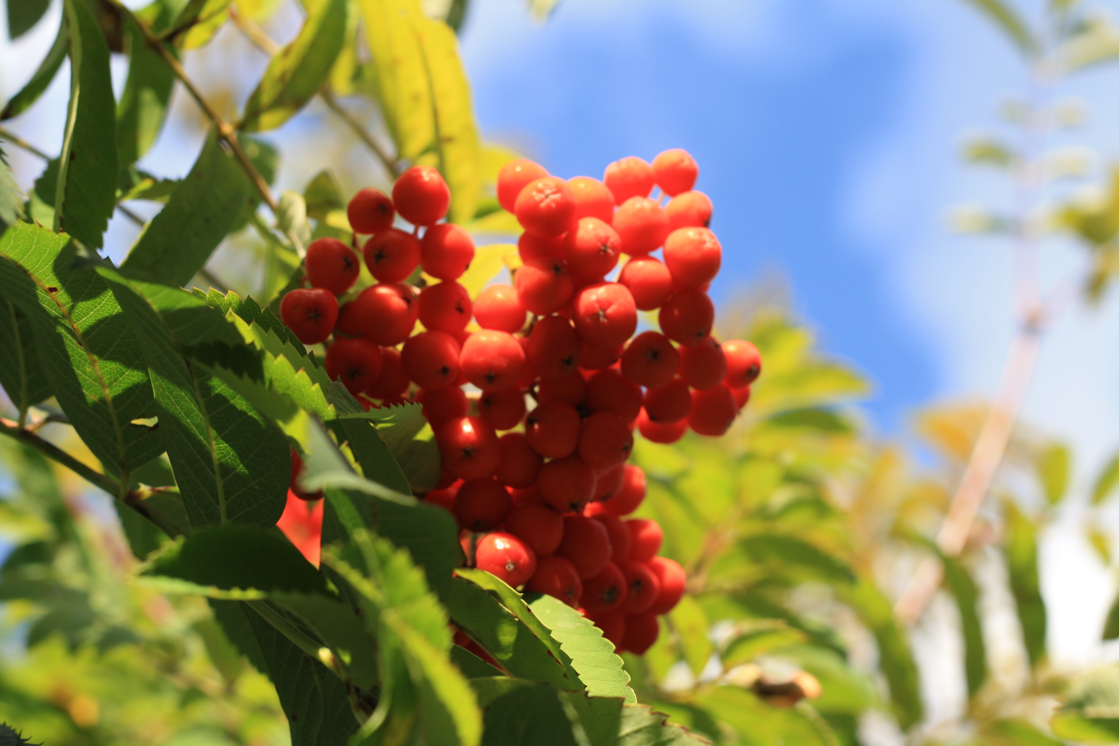 немного фото о лете и ранней осени.