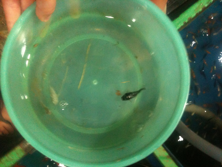 домашняя зверушка 2