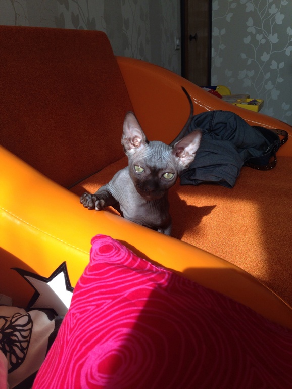 Наш черный лысый ТИГР