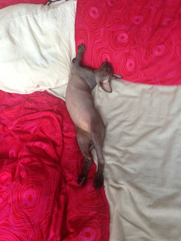 Наш черный лысый ТИГР