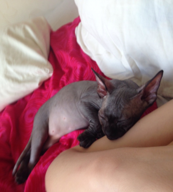 Наш черный лысый ТИГР