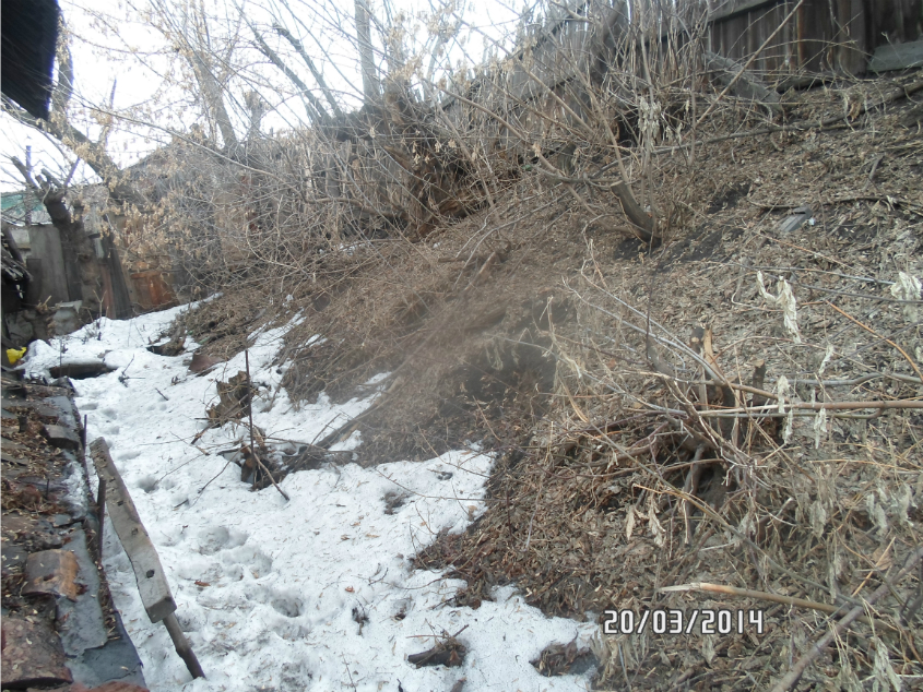 Что посадить под кленом?