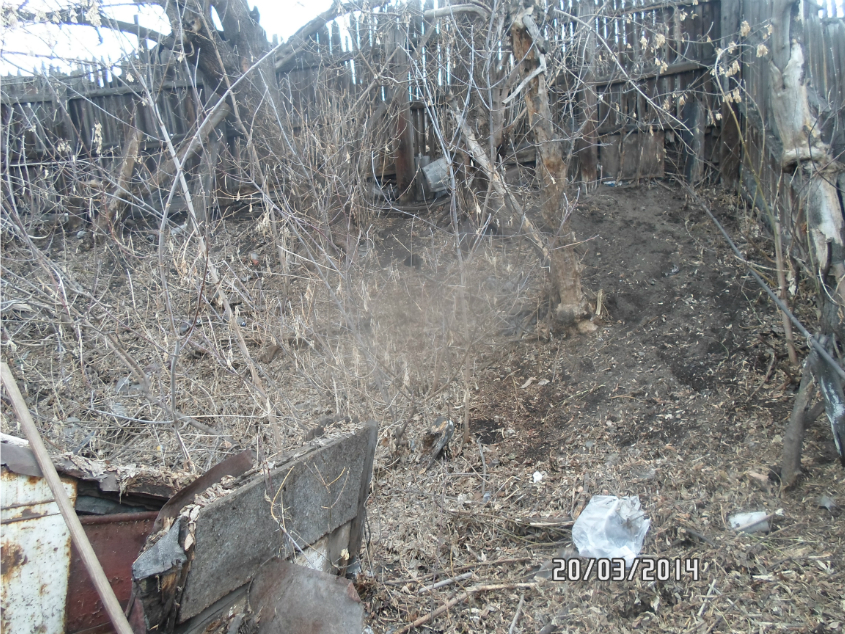 Что посадить под кленом?