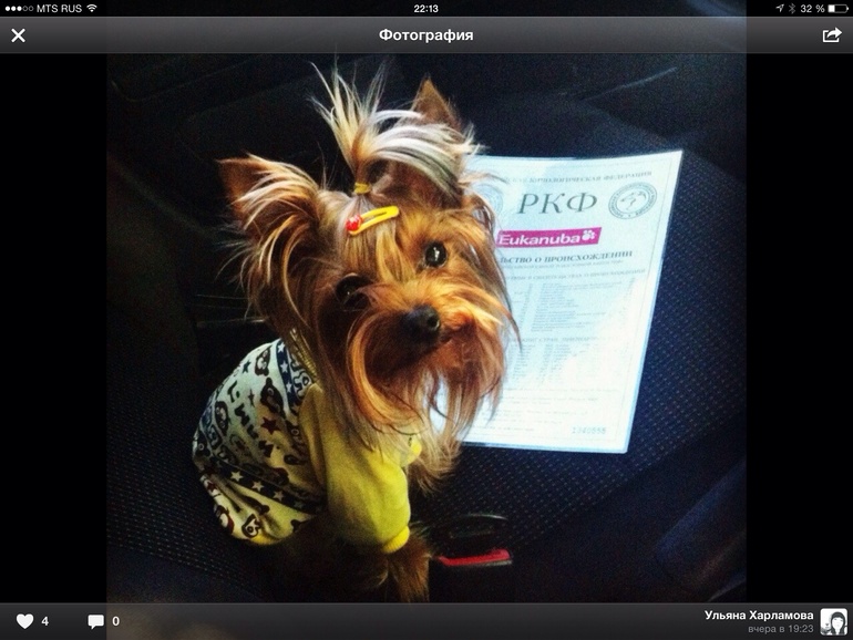 Мы теперь породистые