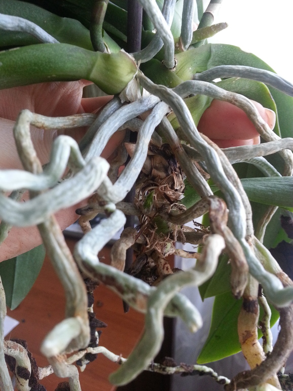 Корни загнили?