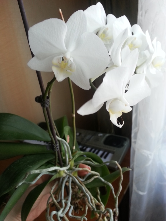 Корни загнили?