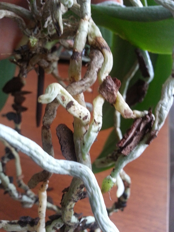 Корни загнили?