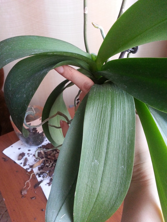 Корни загнили?