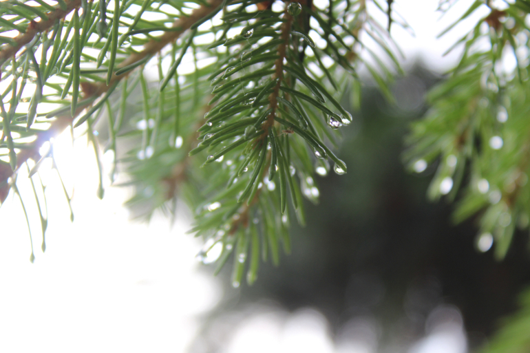 После дождичка))