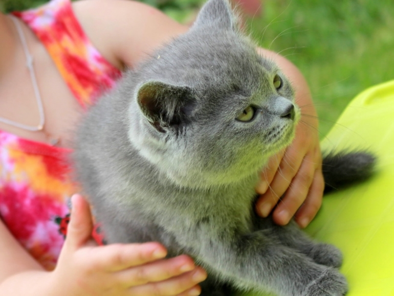 Котик, маленький мужичок:) 3500