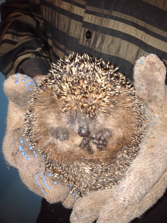 Дела дачные