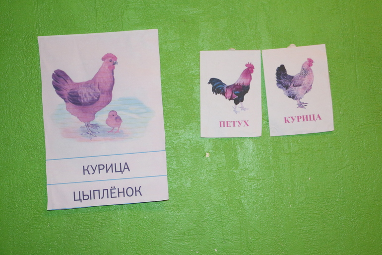 Отчет Курица, петух, цыпленок