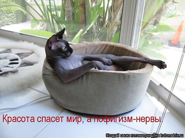 Хочу быть этой кошкой