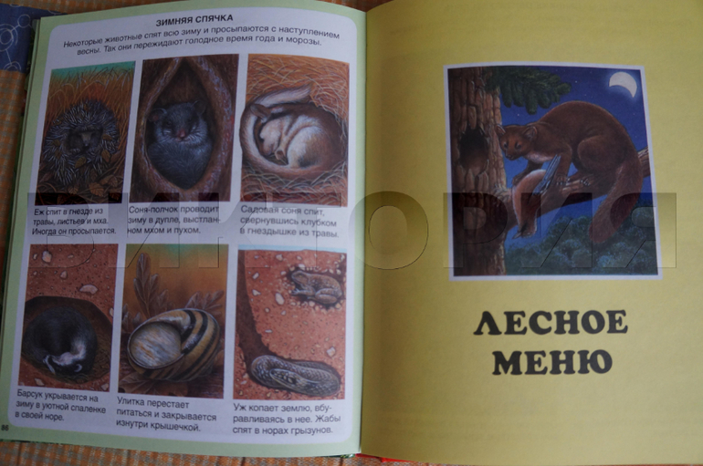 лесная энциклопедия от Махаона