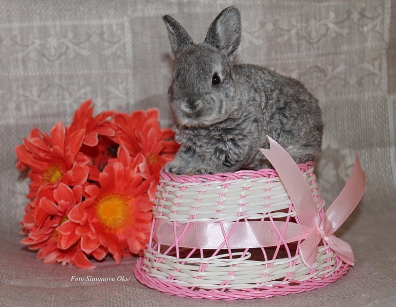 Крольчата подросли.... такие милашки=)11.03.14г