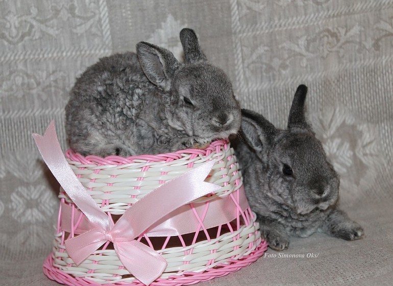 Крольчата подросли.... такие милашки=)11.03.14г