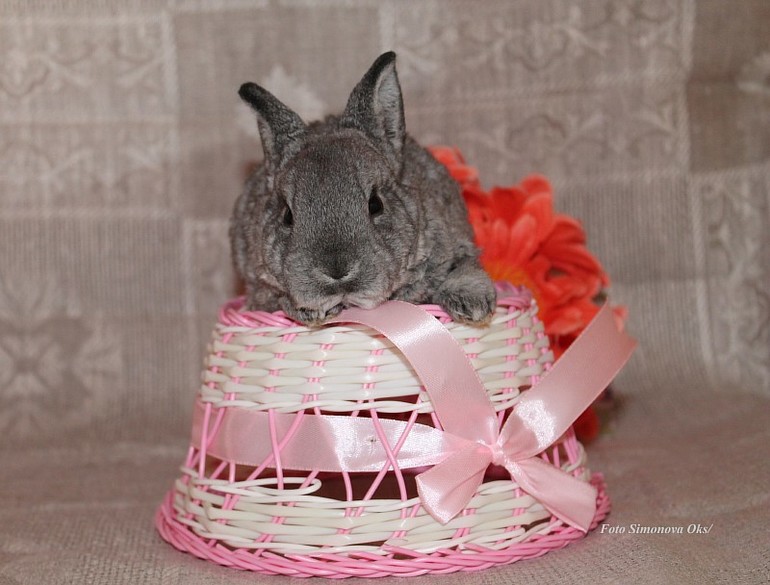 Крольчата подросли.... такие милашки=)11.03.14г