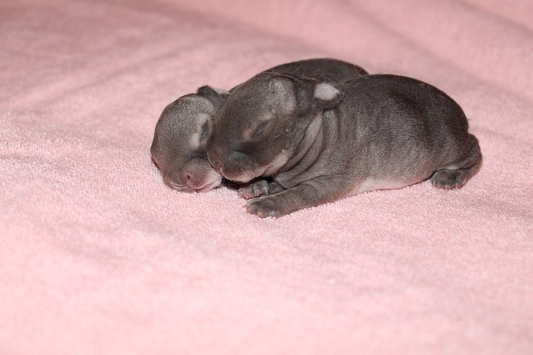 Крольчатам 7 дней=) 12.02.14г