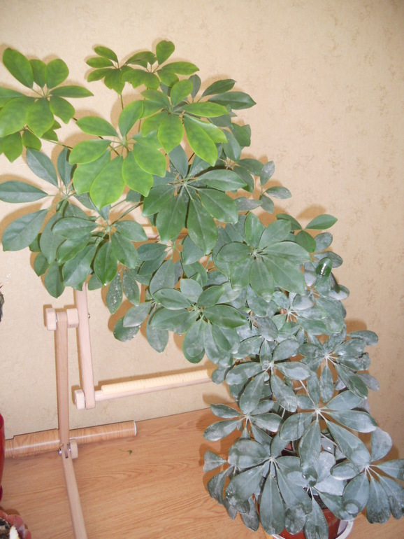 Вот это скорее всего и есть моё хобби