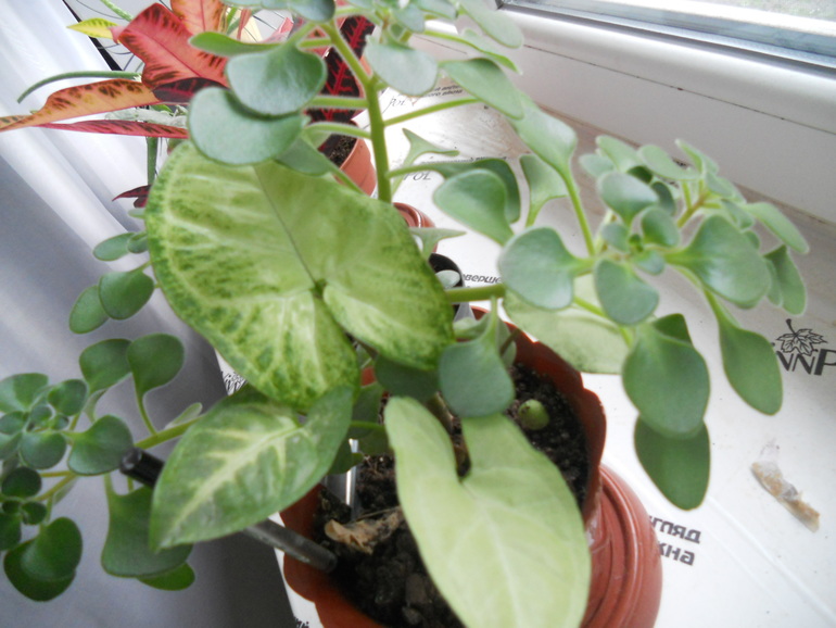 Вот это скорее всего и есть моё хобби