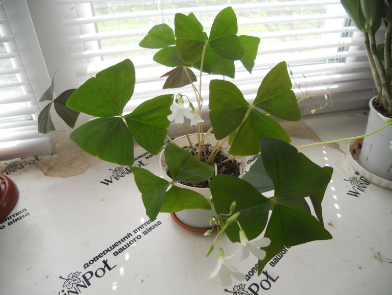 Вот это скорее всего и есть моё хобби