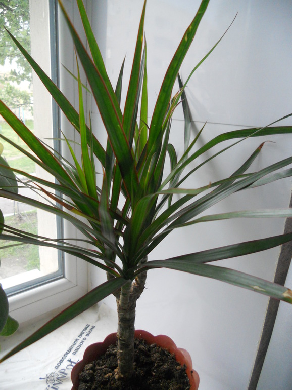 Вот это скорее всего и есть моё хобби