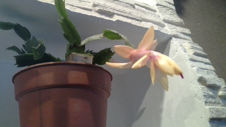 Вот это скорее всего и есть моё хобби