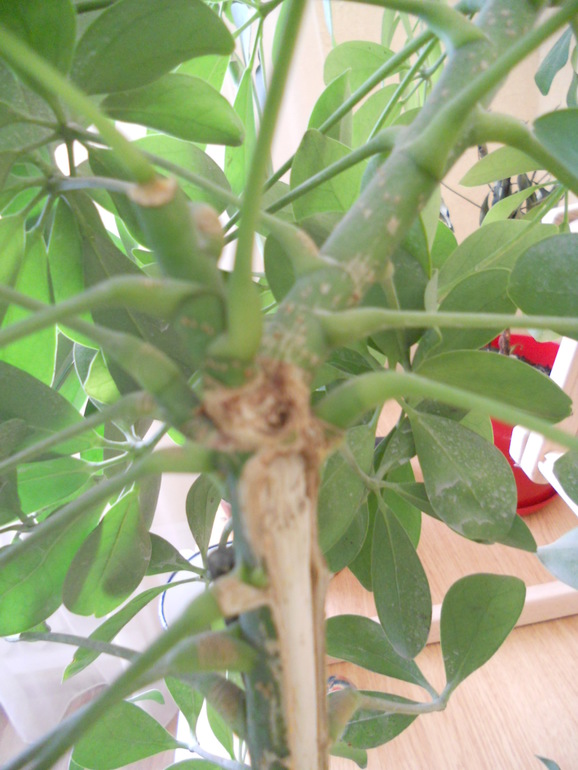 Вот это скорее всего и есть моё хобби