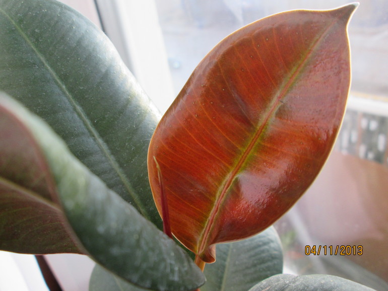 Фикус каучуконосный.