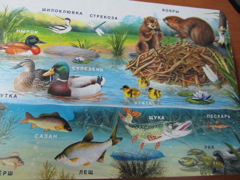 Бюджетные картонки для малышей