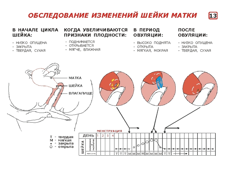 Где Находится Матка При Беременности Фото