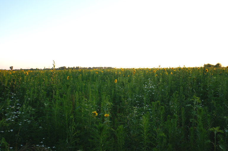 Что у нас за домом?)