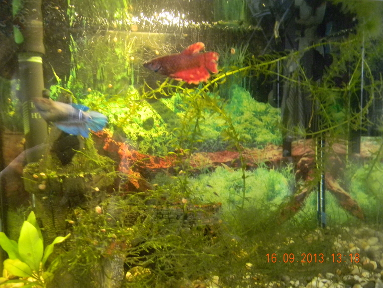 4 аквариума