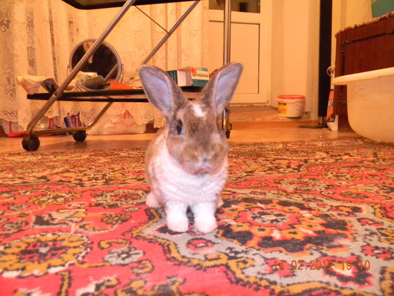 Мои зверушки